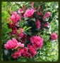 camellia-japonica_thumbnail